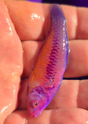 Cirrhilaburus aurantidorsalis  RARE L