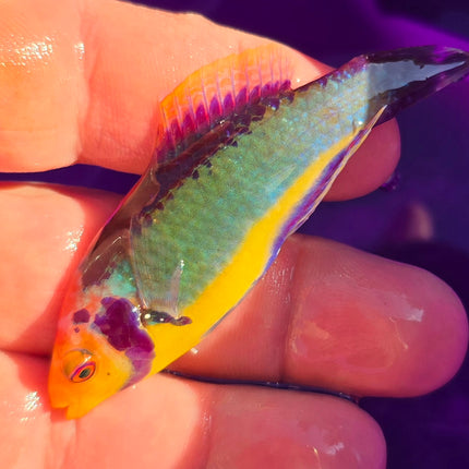 Cirrhilabrus solorensis L