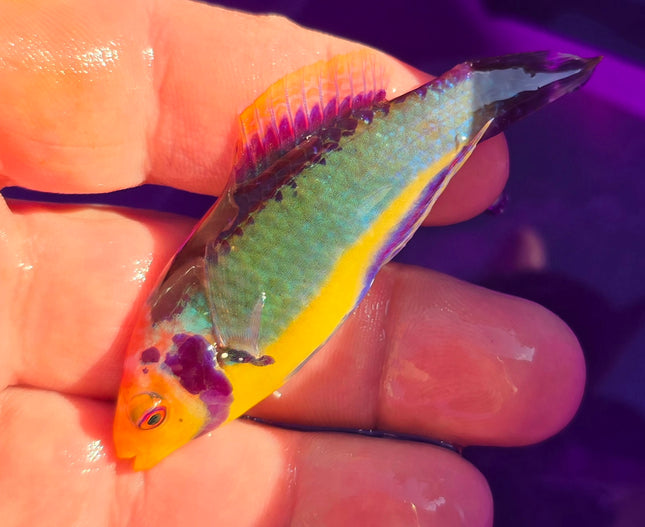 Cirrhilabrus solorensis L