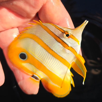 Chelomon rostratus L