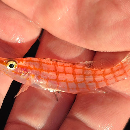 Oxycirrhites typus M