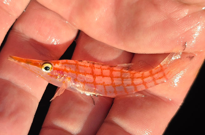 Oxycirrhites typus M