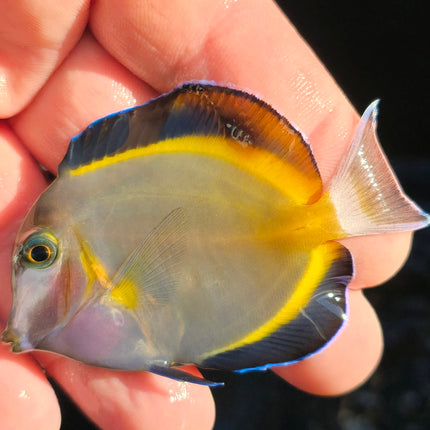 Acanthurus japonicus - M/L