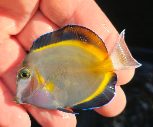 Acanthurus japonicus - M/L