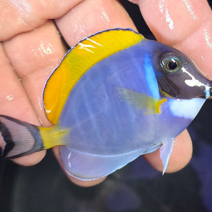 Acanthurus leucosternon M/L