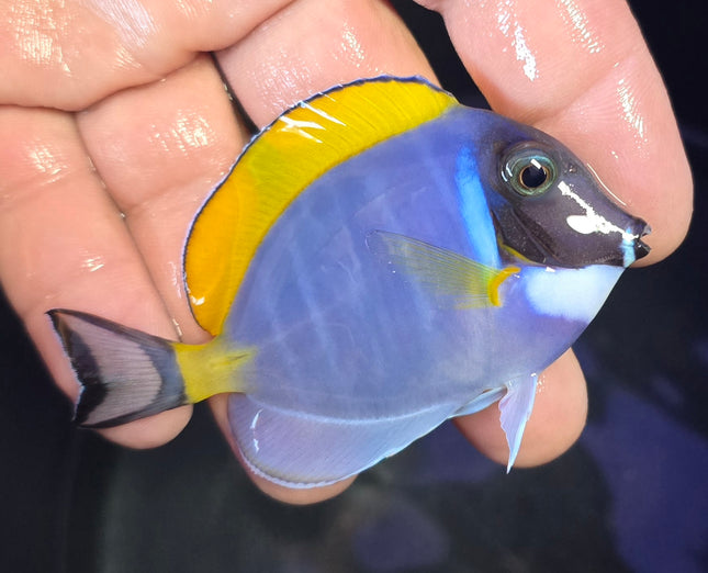 Acanthurus leucosternon M/L