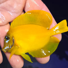 Collection image for: Tang fish