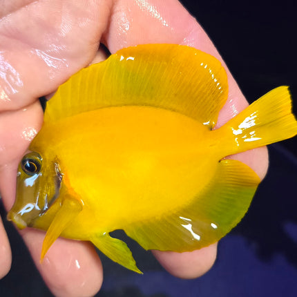 Acanthurus pyroferus Lemon L
