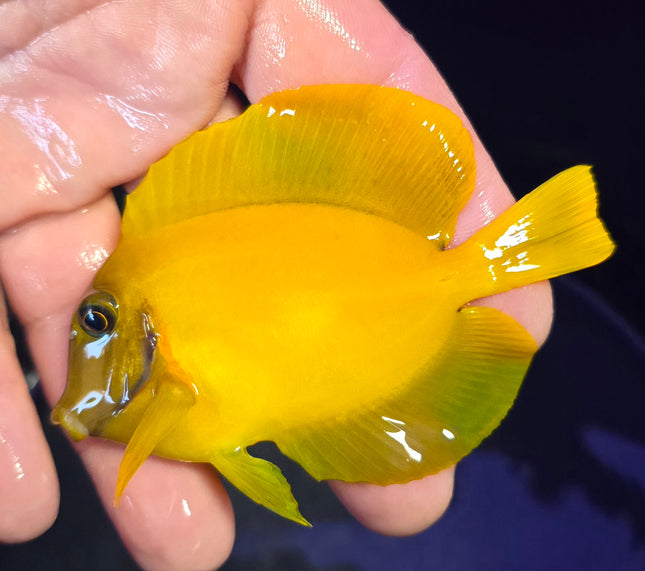 Acanthurus pyroferus Lemon L