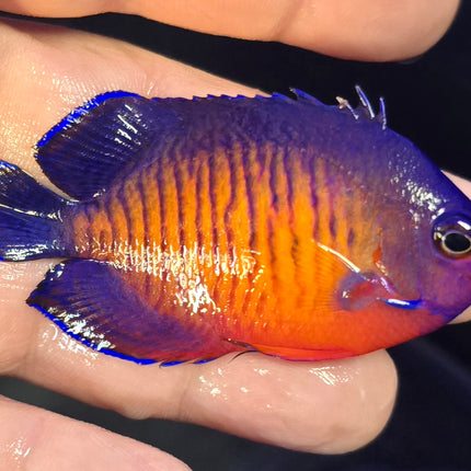 Centropyge bispinosa L