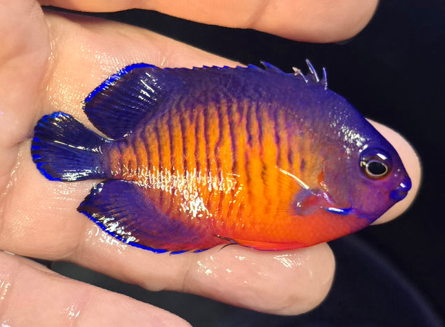 Centropyge bispinosa L