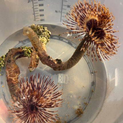 Sebellastrate spectabilis - L