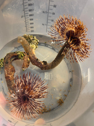 Sebellastrate spectabilis - L