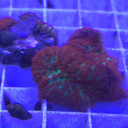 Rhodactis Forest Fire - 2 polyp Frags