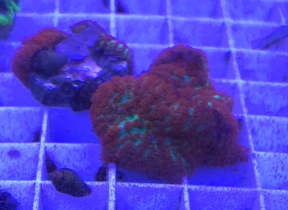 Rhodactis Forest Fire - 2 polyp Frags
