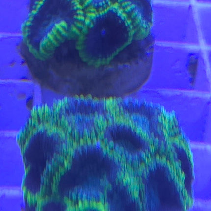 Frag Monkey Favia sp. Space Monkey FRAG L – Aquariumprime Ltd.