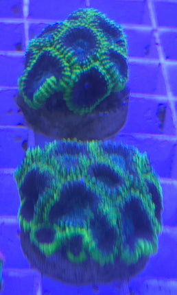 Favia sp. Space Monkey FRAG L
