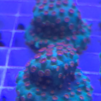 Cyphastrea sp. Meteor shower L - Frag