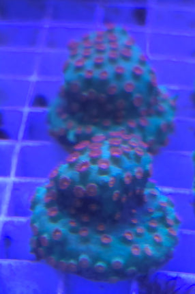 Cyphastrea sp. Meteor shower L - Frag