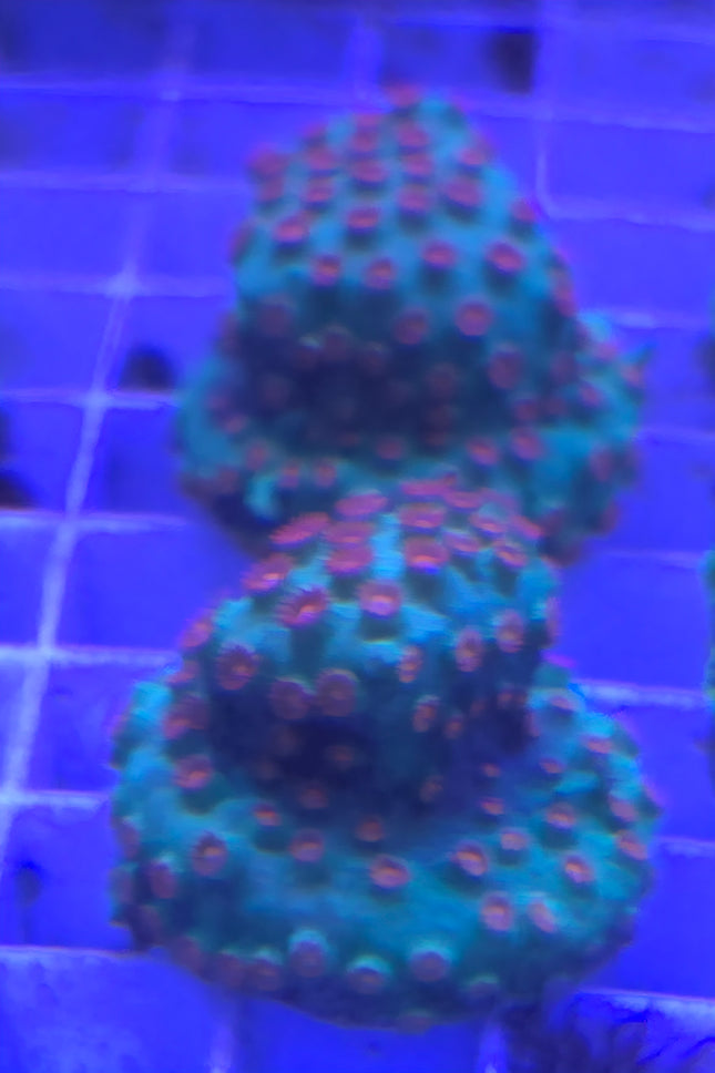 Cyphastrea sp. Meteor shower L - Frag