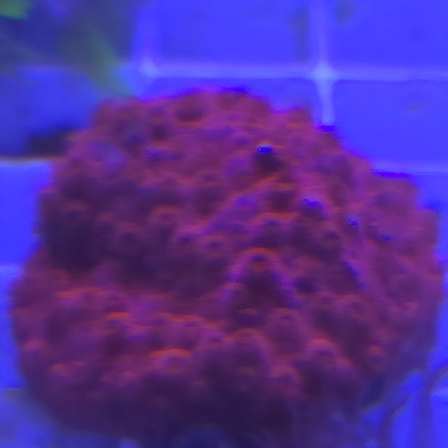 Cyphastrea Red flame L- Frag
