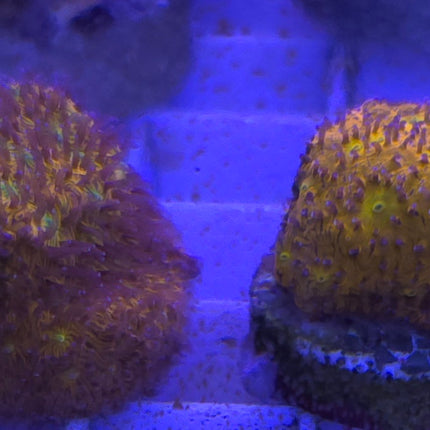 Lithophyllon sp. Orange FRAG L