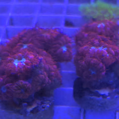 Collection image for: LPS Corals