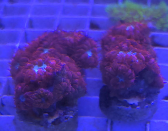 Blastomussa merleti - Frag