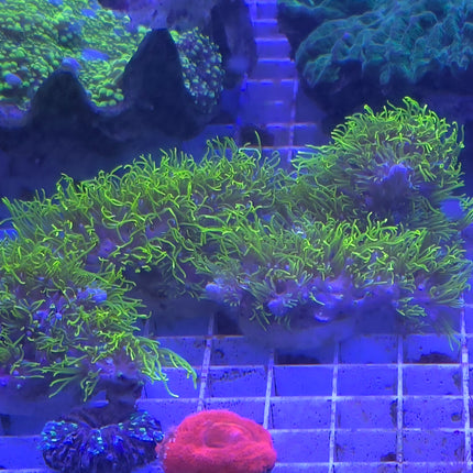 Briareum fiji Ultra FRAG L