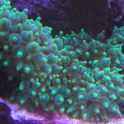 Entacmaea quadricolor electric gereen - RARE M\L