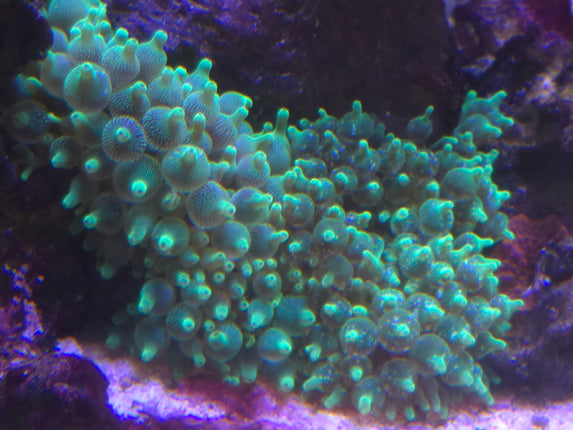 Entacmaea quadricolor electric gereen - RARE M\L