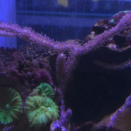 Plexaurella nutans XL