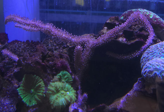 Plexaurella nutans XL