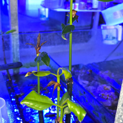 Mangrove tree with leaves and roots - Indonesia