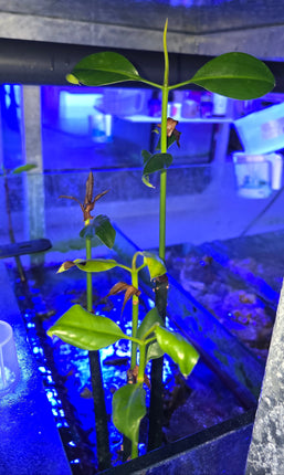 Mangrove tree with leaves and roots - Indonesia