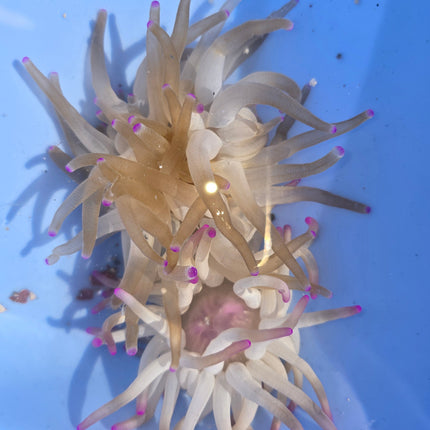 Condylactis gigantea M