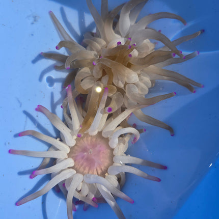 Condylactis gigantea M