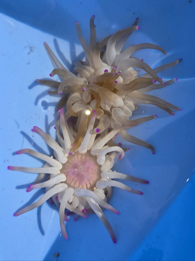 Condylactis gigantea M