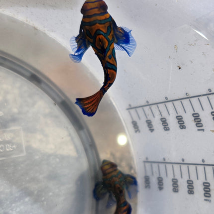 Synchiropus splendidus L.