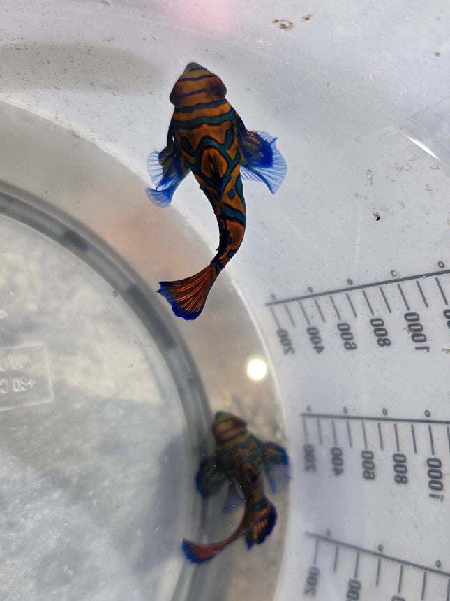 Synchiropus splendidus Pair M\ L