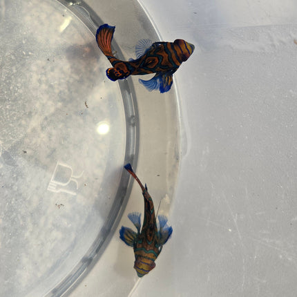 Synchiropus splendidus L.