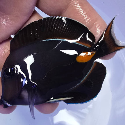 Acanthurus Achiles M