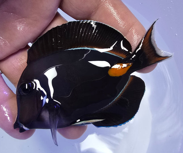 Acanthurus Achiles M