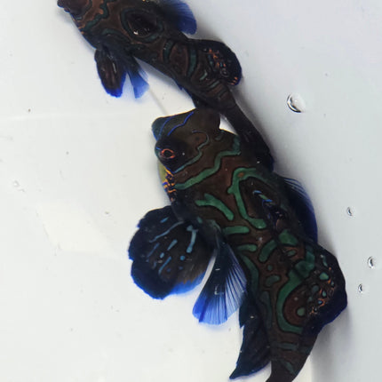 Synchiropus splendidus Pair XX L