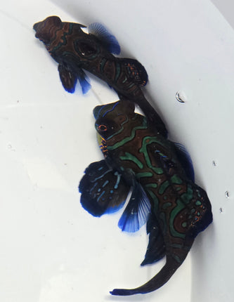 Synchiropus splendidus Pair XX L