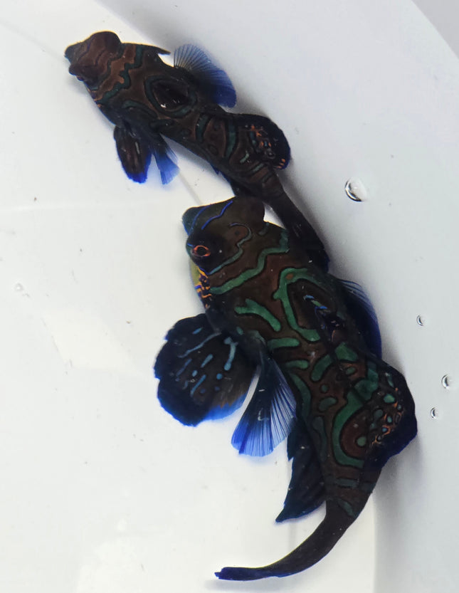 Synchiropus splendidus L.