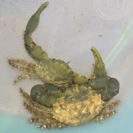 Mithraculus sculptus-(Emerald Crab)