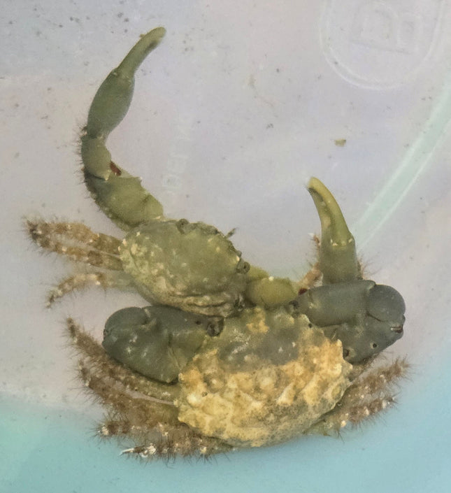 Mithraculus sculptus-(Emerald Crab)