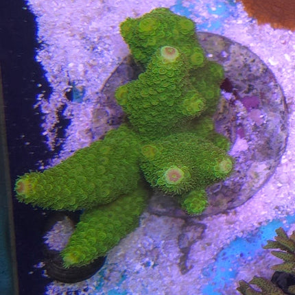 Acropora frag