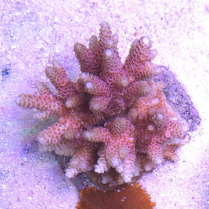 Acropora frag